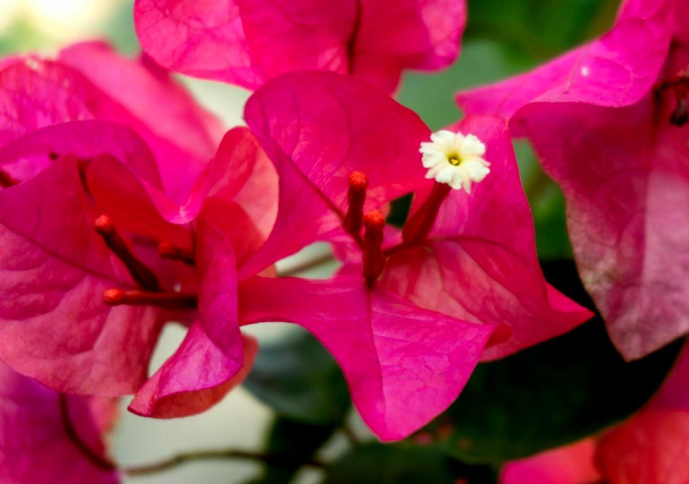 Texture Contrast in Flower Composition: What Students Get Wrong