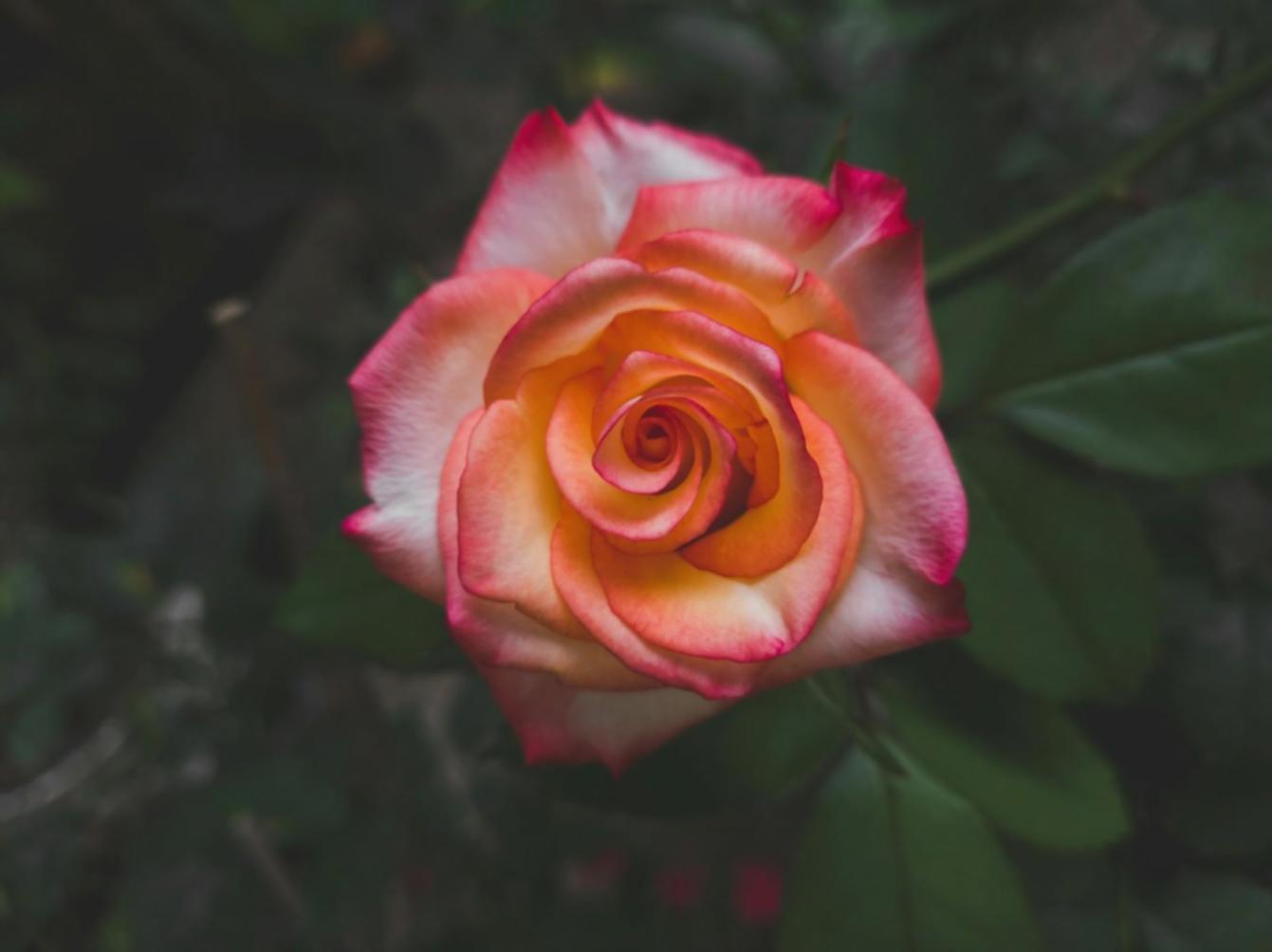 Focal Point Theory in Floral Art: A Student FAQ Case Study