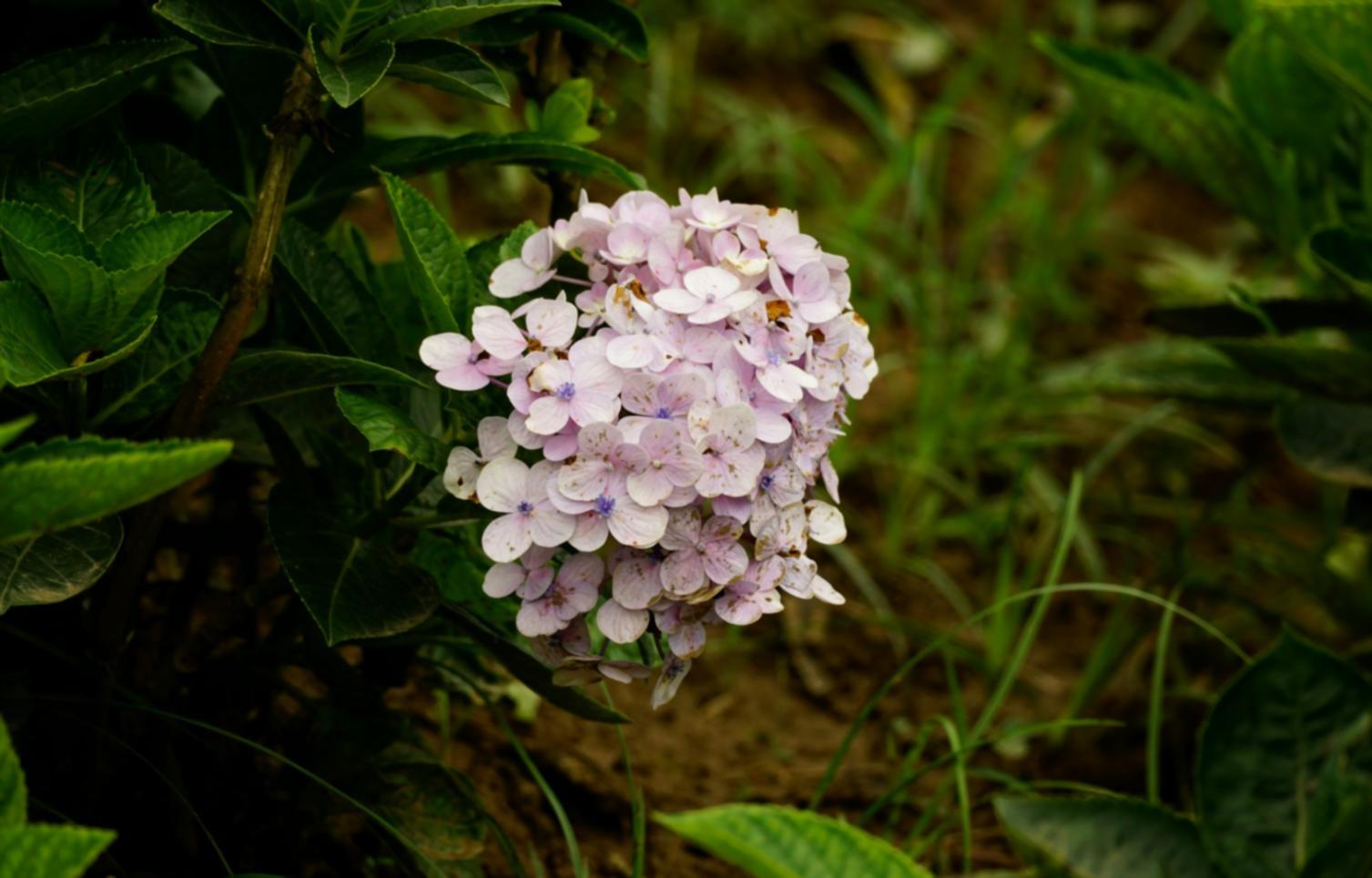 Floral design reference materials — botanical study elements arranged on a working surface